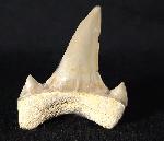 Cretalamna borealis (PRIEM 1897) - Bild &copy; FossNet FossilienStore